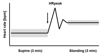 HR in supine to standing up position